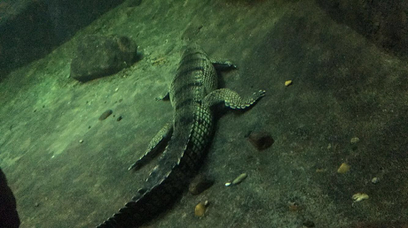 zoo_5