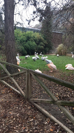 zoo_8