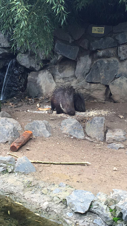 zoo_9